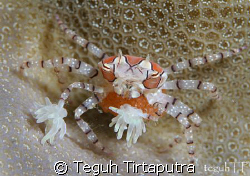 Boxer crab with her eggs... by Teguh Tirtaputra 